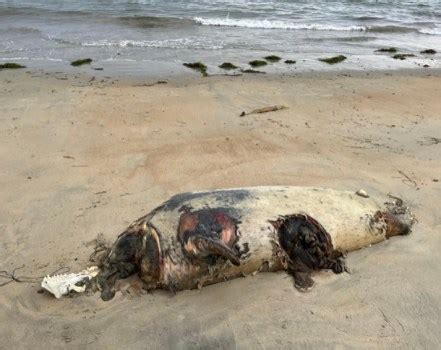 Massachusetts shark season is ramping up: Seal with shark bite washes up on North Shore beach