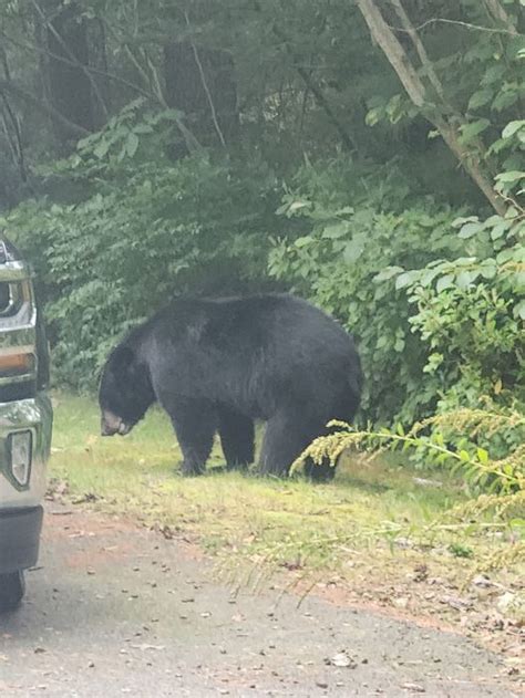 Massachusetts town warns residents of bear sighting just before trick-or-treating: ‘Take in your pumpkins and don’t leave candy out’
