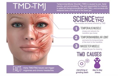 Masseter botox for tmj covered by insurance. Things To Know About Masseter botox for tmj covered by insurance. 