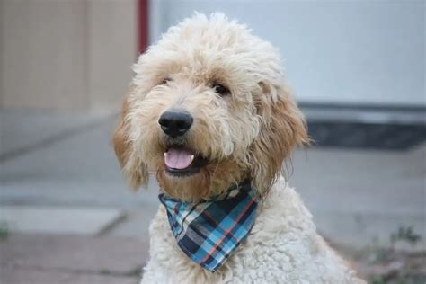 The Mini Goldendoodle will usually grow to a height ranging from 13 to 17 inches (The Standard Goldendoodle have a size range of 17 and 20 inches). Mini Goldendoodles tend to weigh between 15 and 35 pounds (Standard Goldendoodles will usually weigh between 15 and 35 pounds). Willow (@willows_world15) is an average-sized Mini Goldendoodle.. 