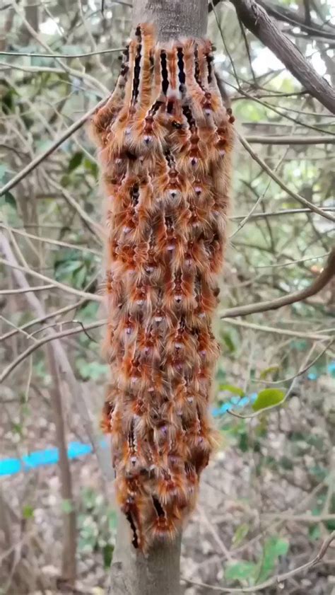 Massimo on Twitter: "These cape lappet caterpillars respond to …