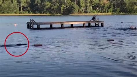 Massive alligator charges at Texas Girl Scout troop during swim
