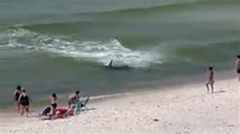 Massive hammerhead shark chases stingrays as swimmers flee Alabama beach