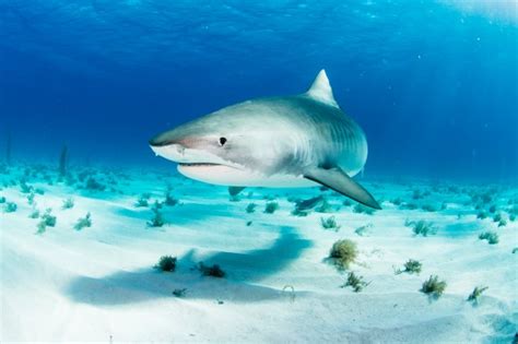 Massive killer tiger sharks