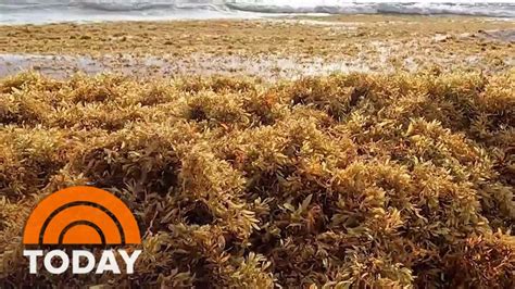 Massive sargassum seaweed bloom takes surprising turn