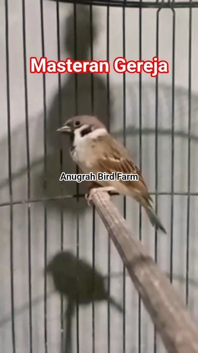 Masteran burung gereja gacor. .  <a href=https://findlamp.ru/dwqozetu/ku...