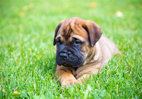 Mastiff Bulldog Mix Puppies For Sale