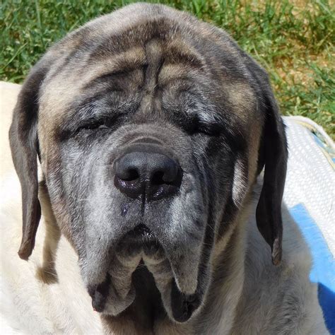 Mastiff adoption. SSMR Adoption Fees. Our Adoption rates are below, you can pay via PayPal or check: $600 ($618.00 if paid by PayPal) for puppies under one-year. $550 ($566.00 if paid by PayPal) for adult dogs up to age seven. $300 ($310.00 if paid by PayPal) for seniors and mixes. Dogs are vet checked, spayed or neutered, brought up to date on shots, tested … 