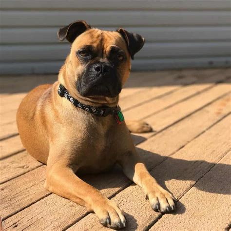 Mastiff and chihuahua mix. Things To Know About Mastiff and chihuahua mix. 