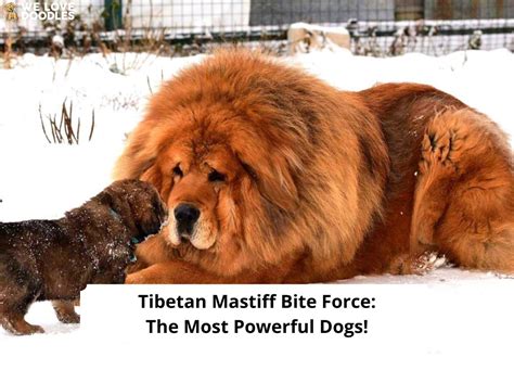 Mastiff bite force. .