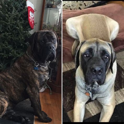 If you are considering releasing your Mastiff to any rescue in the Pacific Northwest, please check references and/or google comments on the rescue group. If you have a Bull mastiff in need of a home, please contact Virgina Rowland at 978 424-1044. 