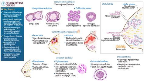 Mastitis Diseases and Disorders