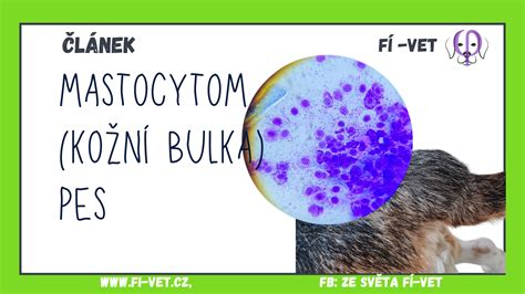 Mastocytom hund bild