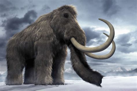While similar in size and stature, fossil evidence shows that mastodons were slightly smaller than mammoths, with shorter legs and lower, flatter heads. Both species stood between 7 and 14 feet (2 .... 