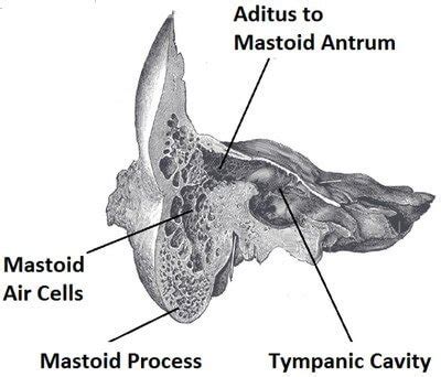 Mastoid antrum function.  This structure is not solid but features an i...