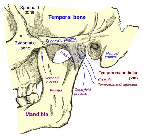 Mastoid process anatomy.  The mastoid part of the temporal bone is the post...