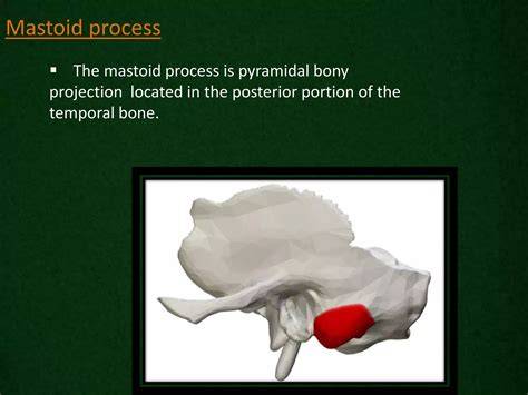 Mastoid process.  mastoid process, the smooth pyramidal or cone-shaped b...