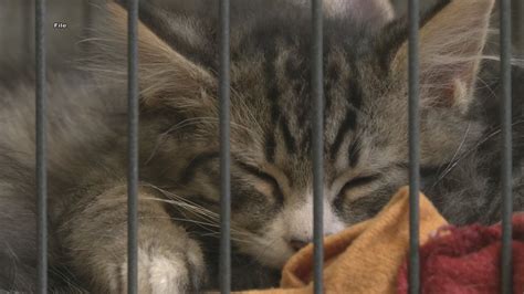 Mat su shelter. Used in Animal Care Hub: https://animal-shelter-msb.hub.arcgis.com 