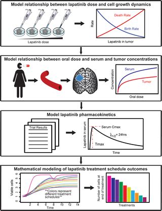 Mathematical modeling identifies optimal dosing …