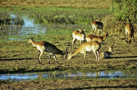 Mating Rituals and Courtship - Botswana