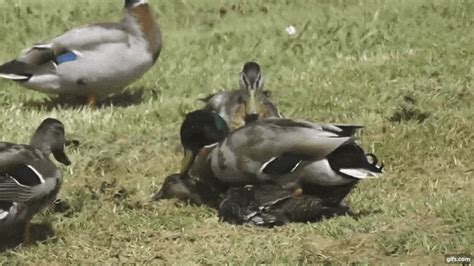 Mating press gif. Things To Know About Mating press gif. 