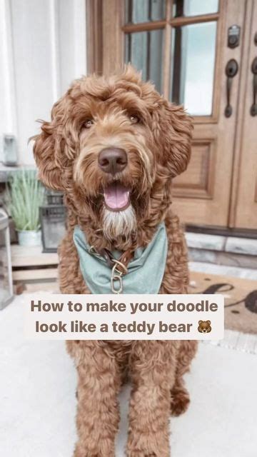 Matthews Legacy Farm Goldendoodle Breeder on Instagram: "I …