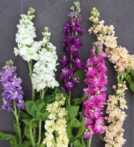 Matthiola Incana - How to Grow from seeds and Care