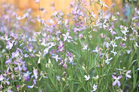 Matthiola longipetala (Night-Scented Stock) - Gardenia.net