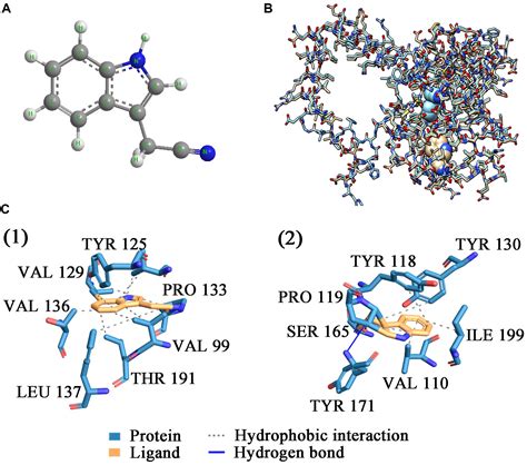 Maturation Mechanism of Nitrile Hydratase From - Frontiers