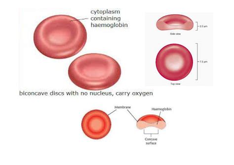 Mature human red blood cells quizlet. The erythrocyte, commonly known as a red blood cell (or RBC), is by far the most common formed element: A single drop of blood contains millions of erythrocytes and only thousands of leukocytes (Figure 18.3.1).Specifically, males have about 5.4 million erythrocytes per microliter (µL) of blood, and females have approximately 4.8 million per µL.In fact, … 