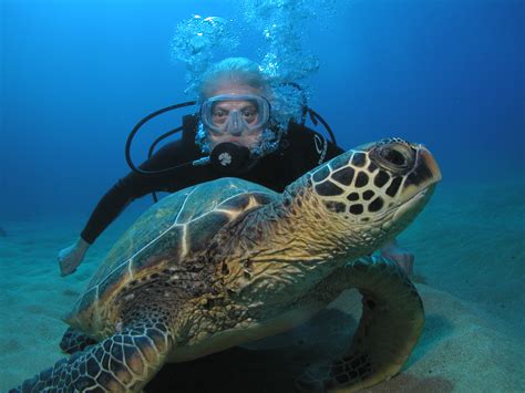 Maui divers. Things To Know About Maui divers. 