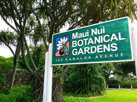 Maui nui botanical gardens. Maui Nui Botanical Gardens is located on a remnant consolidated dune system, where coastal native plants flourish. We want the Garden to be useful to people who currently protect native plants and natural areas, and those who wish to do so in the future. Sometimes this means collecting and storing seeds of the coastal, low … 