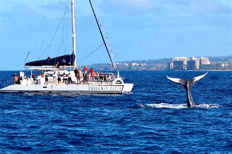 Maui whale watch. On-board experts - 2.5 hours. Pupus and refreshments. Whale sightings guaranteed, or go again free. ** Rates are subject to applicable tax and fees. DATES: December 15 – April 15 (Daily) DEPARTURE TIMES: 7.30 am ~ 10:00 am - trips are approx. 2 hours. Join our Classic Whale Watch for an unforgettable Maui journey. 