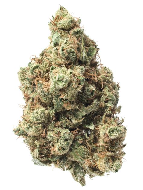 Maui wowie strain. Maui Wowie, also known as "Maui Waui" and "Mowie Wowie," is a classic sativa marijuana strain made from a cross of Hawaiian and another strain that remains unknown. This strain features tropical flavors and stress-relieving qualities that will float you straight to the shores of Hawaii where this strain originally comes from. Since its beginnings in the island’s … 