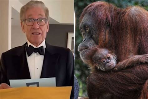 Maury Povich unveils father of baby orangutan at Denver Zoo
