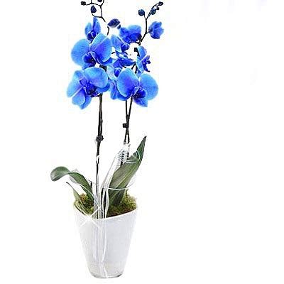 Mavi orkide satın al