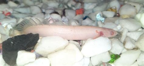 Max size of an Albino Senegal MonsterFishKeepers.com