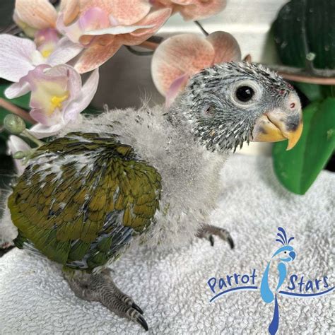 Maximillian Pionus? Parrot Forums - TalkParrots