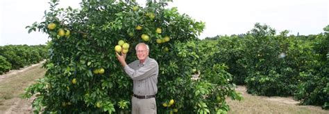 Maximize Citrus Age for Optimal Fruit Quality and Profitability