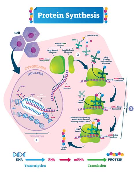 Maximize Protein Synthesis