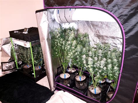 Maximize Your Growing Potential with Closet Tent Grows: The Ultimate Guide for Indoor Cultivation