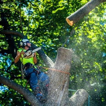 Maximum Tree Service and Landscaping Reviews - New London…