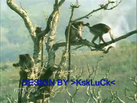 Maymun çiftleşmesi belgeseli
