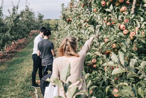 Maynard Farms & Orchards - Ulster Park, NY