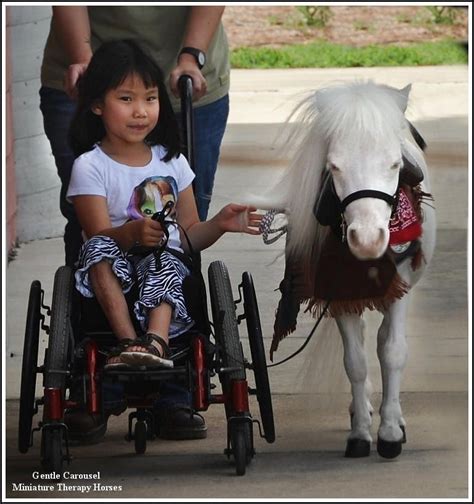 Mayo Clinic’s latest therapy animal? Why, a miniature horse, of course