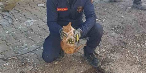 Mazgalın içinde mahsur kalan kedi itfaiye tarafından kurtarıldıs