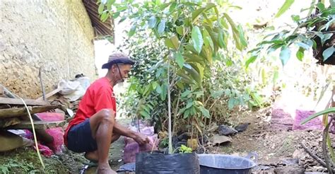 Mbah sadiman menanam pohon. .  <a href=https://pamosa.yobisys.in/mijb/inde...