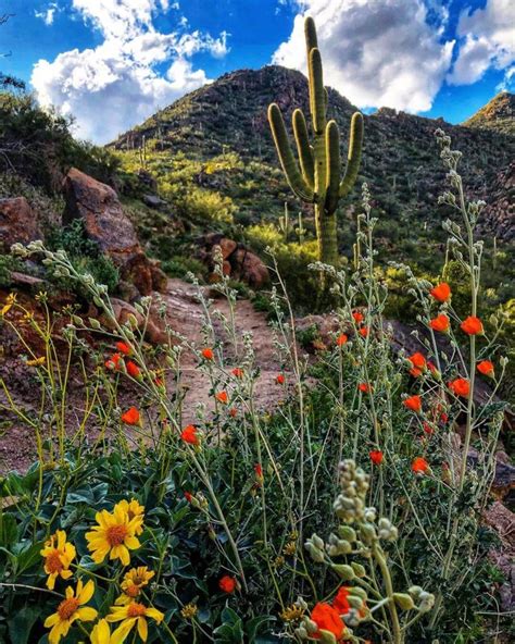 McDowell Sonoran Preserve Pioneer Collection donated by Carla