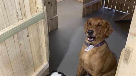 McHenry County Indoor Dog Park Opens - Riverside Animal