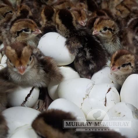 McMurray Hatchery - Hatching the Highest Quality Baby …